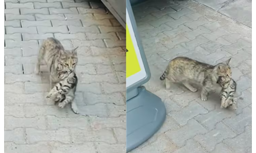 Золбин муур өвчтэй зулзагаа зуун эмнэлэгт иржээ