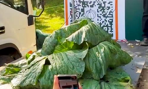 ОХУ: 15 настай сурагч 22.5 кг байцай ургуулжээ