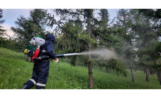 Энэ онд 185 га газрын ойн хортон хөнөөлт шавжийг устгана