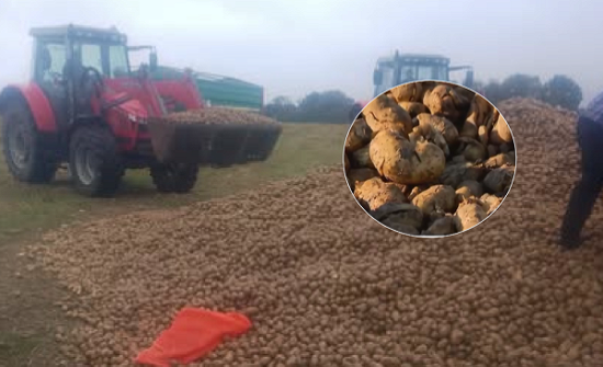 Польш: Худал цуурхлаас болж 150 тонн төмсөө хулгайд алджээ