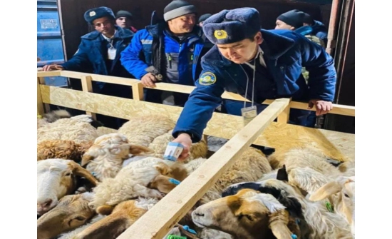 Монголоос Узбекистан руу хоёр удаагийн нислэгээр 1440 амьд хонь тээвэрлэлээ