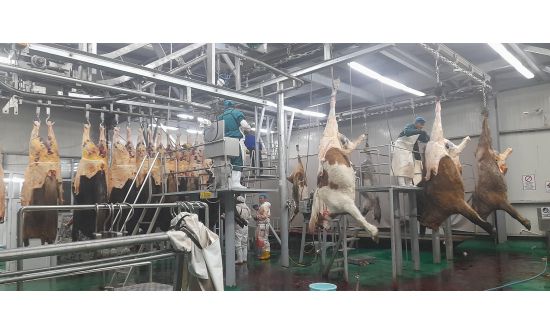 Өвөрхангай аймаг Иран улс руу хонины мах экспортолж байна