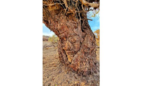 Монголын хамгийн урт настай тоорой мод