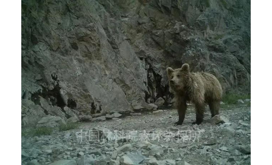 Шинжаанд анх удаа мазаалай үзэгджээ