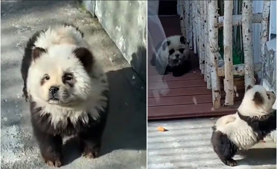 Хятадын амьтны хүрээлэнд шинээр бий болсон “панда нохой” гэгч ямар амьтан бэ?