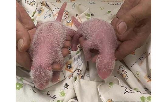 Хонконгт хамгийн өндөр настай эмэгчин хулсны баавгай ихэр бамбарууш төрүүлэв