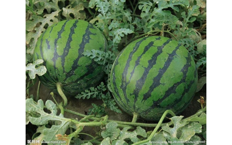 images